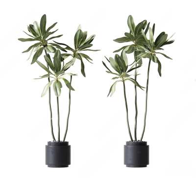 现代植物盆栽3D模型下载